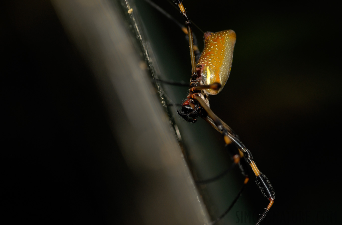 Trichonephila clavipes fasciculata [105 mm, 1/60 Sek. bei f / 8.0, ISO 200]